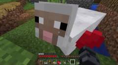 sheep