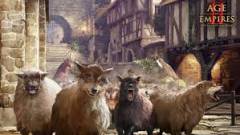 sheep